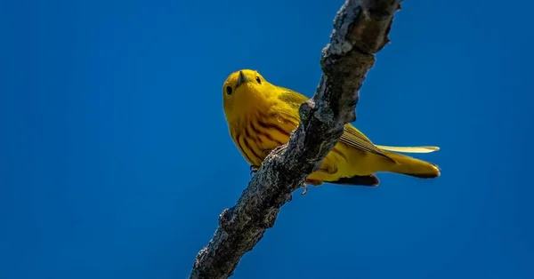 Желтый Warbler Отстрелялся Boardwalk Время Весенней Миграции Magee Marsh Wildlife — стоковое фото