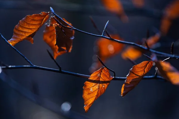 Enfoque Selectivo Hojas Marrones Una Rama Árbol Maksimir Park Zagreb — Foto de Stock