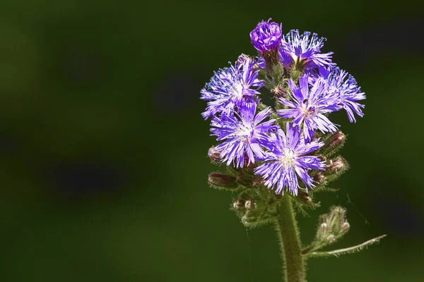 Tiro Foco Seletivo Flores Madeira Aster Com Fundo Verde Embaçado — Fotografia de Stock