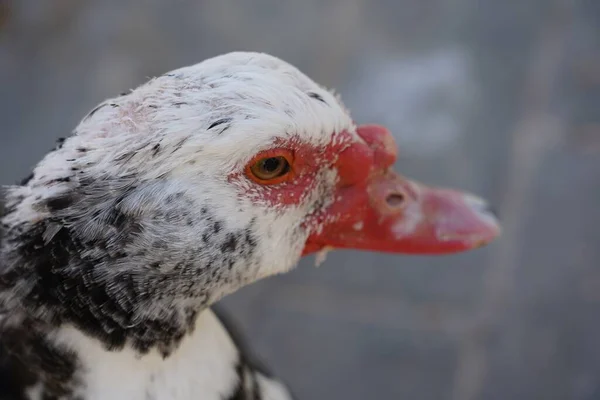 Een Close Selectieve Focus Shot Van Een Witte Zwarte Eend — Stockfoto