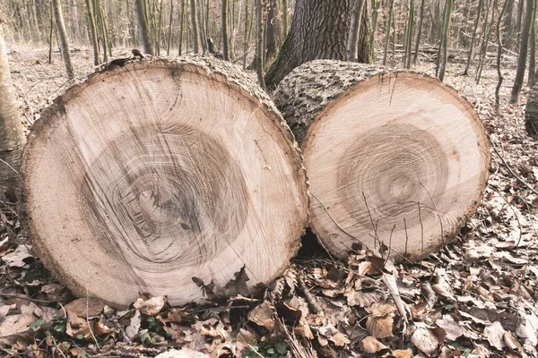 Dois Tocos Árvore Uma Floresta Conceito Desmatamento — Fotografia de Stock