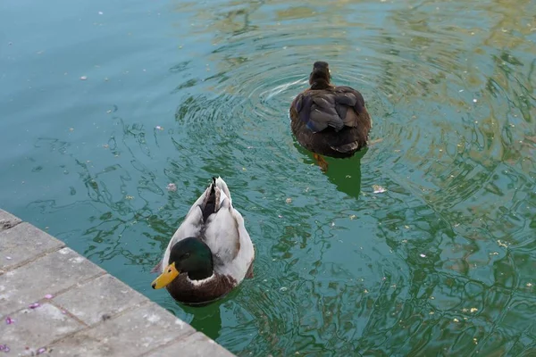 Eine Nahaufnahme Von Enten Die Einem See Schwimmen Perfekt Für — Stockfoto