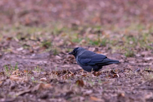 Closeup Shot Black Crow Standing Ground — Stock Photo, Image