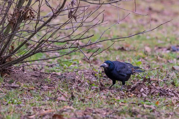 Черная Ворона Стоящая Земле Полная Травы Листьев — стоковое фото
