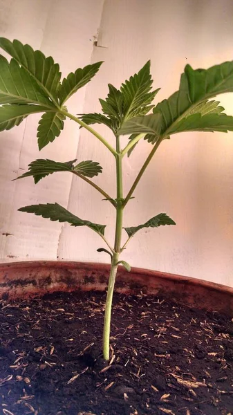 Nahaufnahme Einer Grünen Zimmerpflanze Einem Blumentopf — Stockfoto