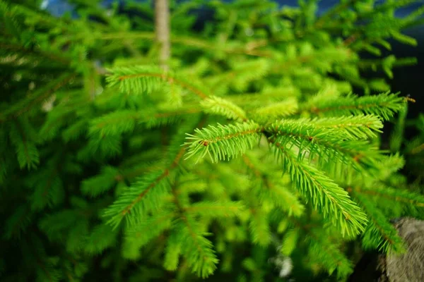 Een Mooie Groene Dennenboom Het Voorjaar — Stockfoto