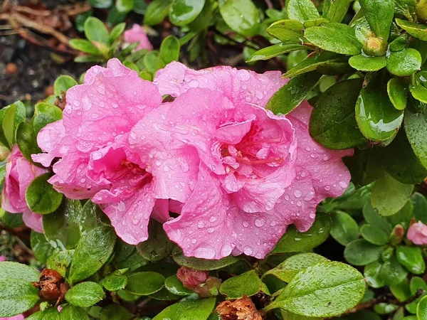 Enfoque Selectivo Hermosas Flores Rosadas Familia Las Cuatro Punto Arbusto —  Fotos de Stock