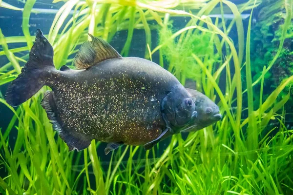 Крупный План Ротера Пираньи Плавающего Воде — стоковое фото