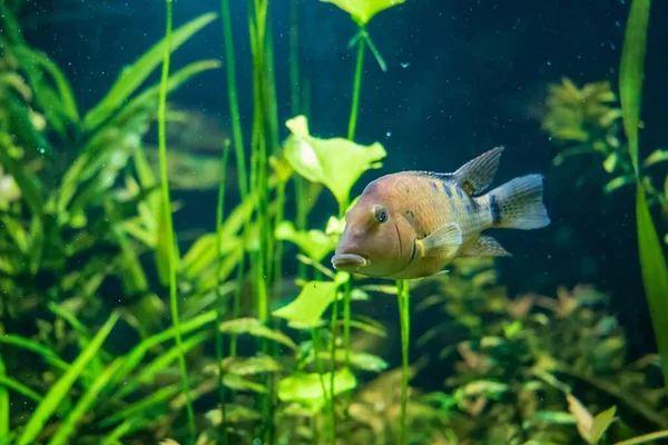 Zbliżenie Ujęcia Redhump Eartheater Ryba Pływająca Wodzie — Zdjęcie stockowe