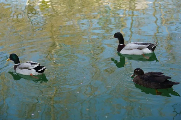 一张在湖中游泳的鸭子的高角度特写照片 完美的背景 — 图库照片