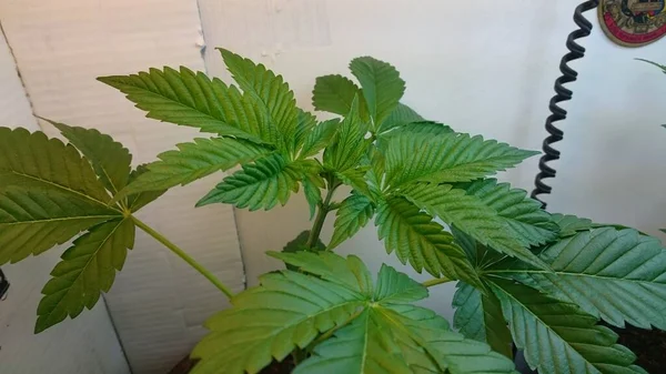 Hermosas Plantas Interior Verdes Las Macetas Contra Una Pared Blanca —  Fotos de Stock