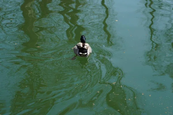 Ângulo Alto Close Tiro Pato Nadando Lago Parque — Fotografia de Stock