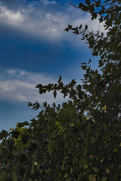 Μια Κάθετη Κοντινή Λήψη Πράσινων Φύλλων Κλαδιά Δέντρων Κάτω Από — Φωτογραφία Αρχείου