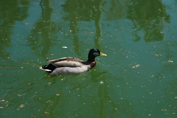 Hög Vinkel Närbild Skott Anka Simmar Sjö Park — Stockfoto