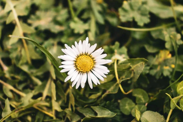 Una Hermosa Flor Margarita Con Pétalos Blancos Hojas Verdes —  Fotos de Stock