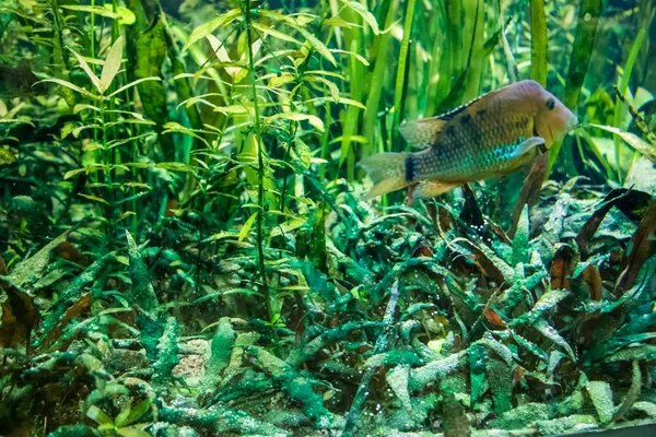 Ψάρια Redhump Eartheater Κολυμπάνε Στο Ενυδρείο — Φωτογραφία Αρχείου