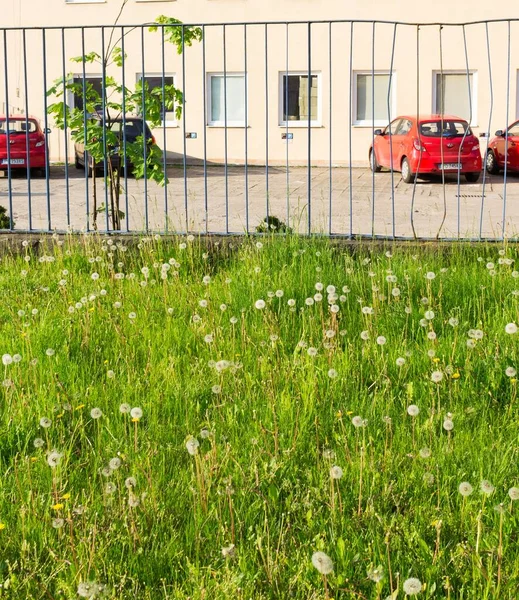 Poznan Polen Jan 2016 Groen Gras Onkruid Voor Een Gebouw — Stockfoto