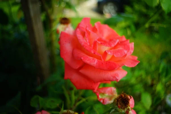 Rosa Und Rote Rosen Voller Blüte Sommer Garten — Stockfoto