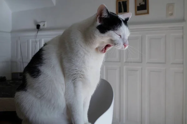 Gros Plan Chat Bâillant Noir Blanc — Photo