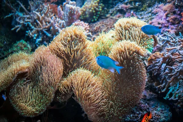 Цихліди Actinia Coral Blue Malawi — стокове фото