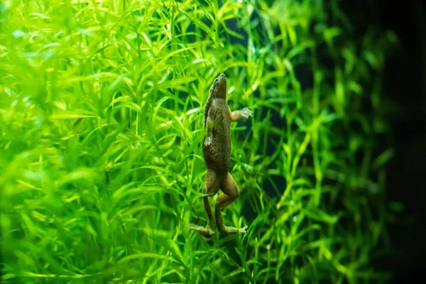 Primer Plano Rana Africana Con Garras — Foto de Stock