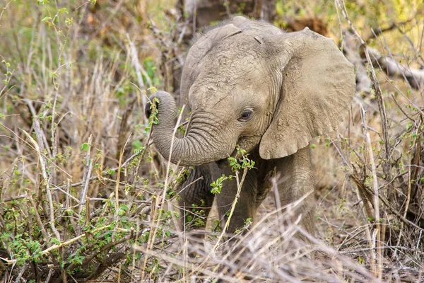 Tiro Foco Raso Elefante Bonito Bebê Que Come Uma Planta — Fotografia de Stock