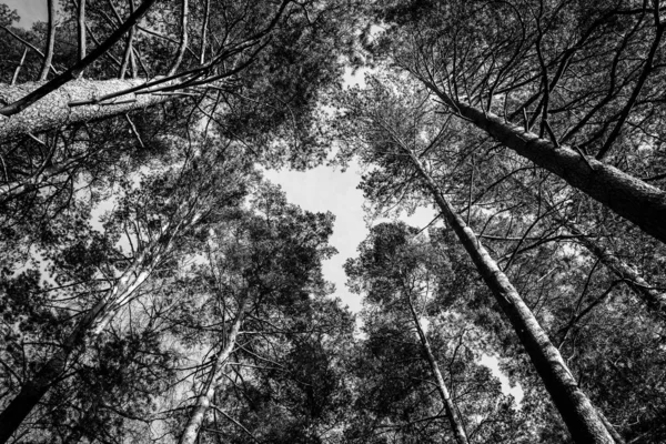 Tiro Baixo Ângulo Escala Cinza Árvores Altas Floresta — Fotografia de Stock