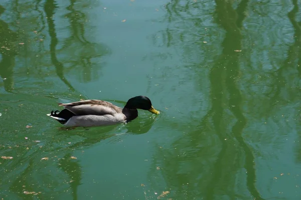 在公园湖中游泳的鸭子的高角特写镜头 — 图库照片