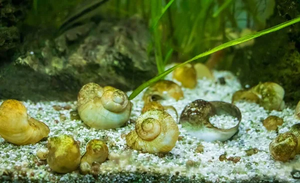 Les Coquilles Sable Dans Fond Aquarium — Photo