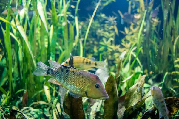 Een Close Shot Van Een Redhump Eartheater Vis Zwemmen Het — Stockfoto