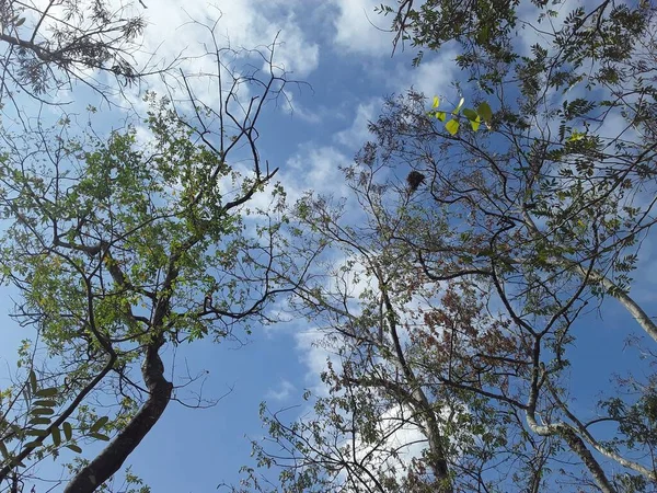 Nízký Úhel Záběru Vysokých Zelených Stromů Pod Zamračenou Modrou Oblohou — Stock fotografie