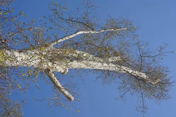 Niski Kąt Pionowy Zbliżenie Strzał Drzewa Lesie Pod Jasnym Błękitnym — Zdjęcie stockowe