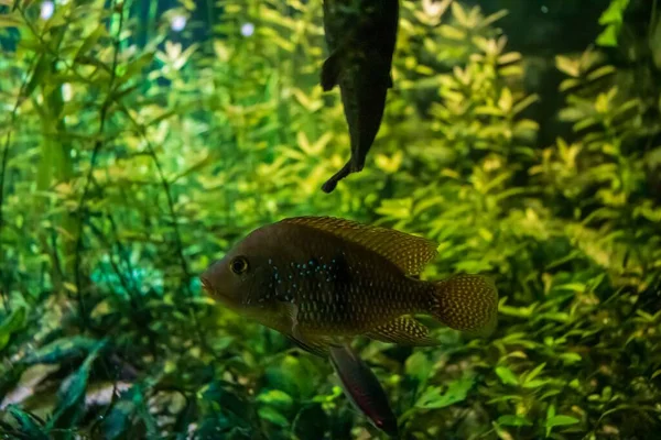 Nahaufnahme Eines Roten Regenbogenfisches Aquarium — Stockfoto