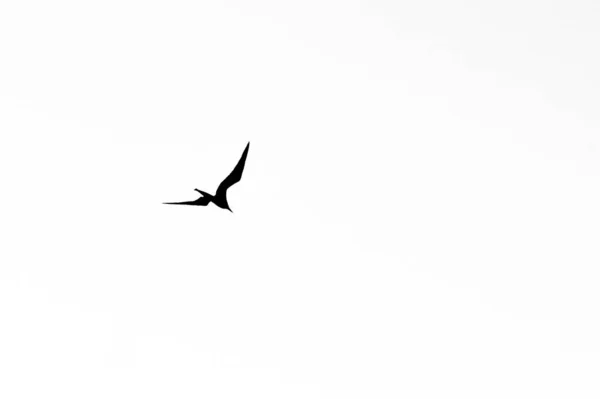 在白色背景上孤立的飞行鸟的一个例子 — 图库照片