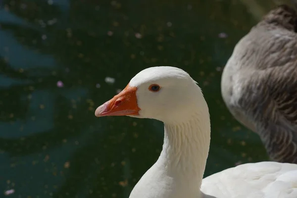 Closeup Shot White Grey Geese Standing Lake Park — Stock Photo, Image
