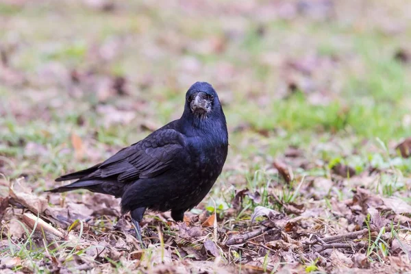 Cuervo Negro Parado Suelo Lleno Hierba Hojas —  Fotos de Stock