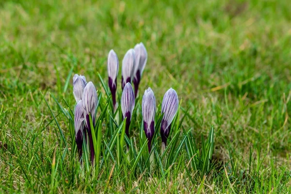 Gros Plan Belles Fleurs Violettes Crocus Printemps Poussant Sur Herbe — Photo
