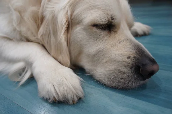 Tiro Alto Ângulo Cão Branco Deitado Uma Superfície Azul Clara — Fotografia de Stock