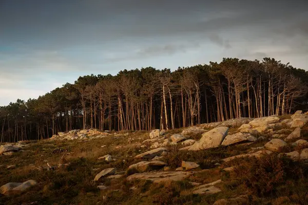 Gün Batımı Manzaralı Güzel Bir Taş Orman Görüntüsü Arka Planda — Stok fotoğraf