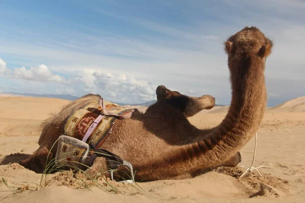 Gros Plan Chameau Brun Assis Sur Sable — Photo