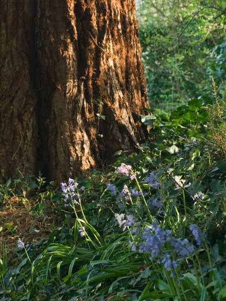 Tiro Vertical Das Flores Bluebell Que Crescem Floresta Primavera — Fotografia de Stock