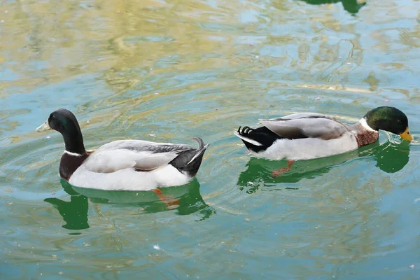 一张在湖中游泳的鸭子的高角度特写照片 完美的背景 — 图库照片