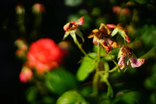 Rosas Desbotadas Sem Pétalas Verão Jardim — Fotografia de Stock