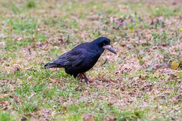 Closeup Shot Black Crow Standing Green Grass — Stock Photo, Image