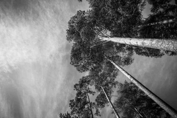 Μια Γκρίζα Χαμηλή Γωνία Των Ψηλών Δέντρων Στο Δάσος — Φωτογραφία Αρχείου