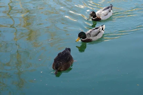 Eine Nahaufnahme Von Enten Die Einem See Schwimmen Perfekt Für — Stockfoto