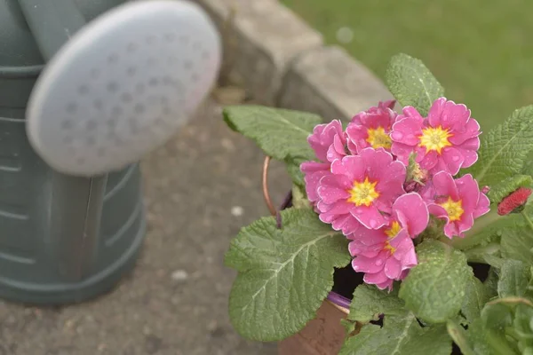 Eine Rosa Schöne Blume Und Eine Gießkanne Garten — Stockfoto