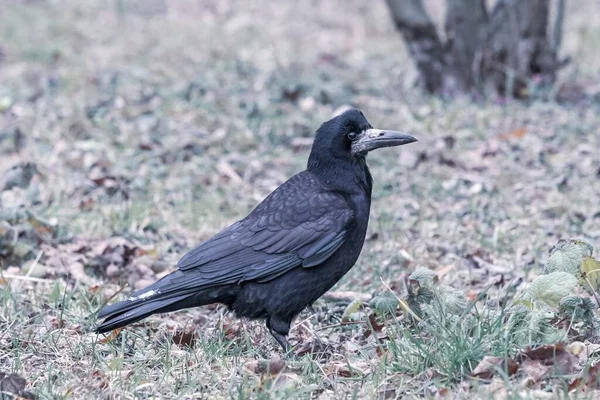 一只黑色乌鸦站在绿草上的特写镜头 — 图库照片