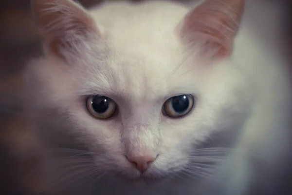 Primer Plano Gato Blanco Bajo Las Luces Con Fondo Borroso —  Fotos de Stock