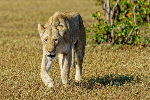 Ytlig Fokusbild Ett Lejon Som Går Ett Gräsfält Dagtid Med — Stockfoto